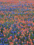Field of Texas Blue Bonnets and Indian Paintbrush  Texas Hill Country  Texas  USA