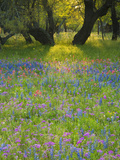 Dusk Through Oak Trees  Field of Texas Blue Bonnets and Phlox  Devine  Texas  USA