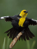 Yellow-Headed Blackbird Balances on Cattail and Sings with Wings Up  Great Falls