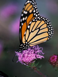 Monarch Butterfly on Northern Blazing Star Flower  New Hampshire  USA