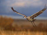 Sandhill Crane Flying at Bosque Del Apache  New Mexico  USA