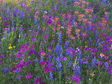 Phlox  Blue Bonnets and Indian Paintbrush Near Brenham  Texas  USA