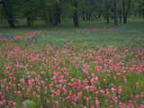Field of Texas Blue Bonnets  Phlox and Oak Trees  Devine  Texas  USA
