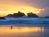 Beach at Sunset with Sea Stacks and Gull  Bandon  Oregon  USA