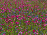 Phlox  Blue Bonnets and Indian Paintbrush Near Brenham  Texas  USA