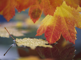 Close-up of Autumn Vine Maple Leaves Reflecting in Pool of Water  Bellingham  Washington  USA