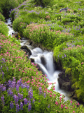 Elk Cove Creek Flowing Through Meadow of Wildflowers  Mt Hood Wilderness  Oregon  USA