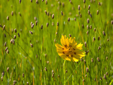 Grass Heads and Lone Coreopsis Flower Near Industry  Texas  USA