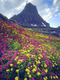 Wildflowers in Summer  Glacier National Park  Montana  USA