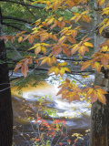 Stream and Fall Foliage  New Hampshire  USA