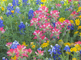 Blue Bonnets  Arnica  and Indian Paintbrush  Near Cuero  Texas  USA