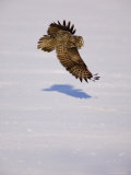 Great Grey Owl Glides Over Snow  Minnesota  USA