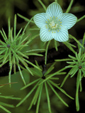 Grass of Parnassus Flower Growing Through Tamarack Tree Needles in Autumn  Michigan  USA