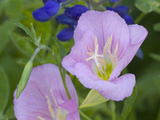 Blue Bonnet and Evening Primrose  Texas  USA