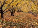 Apple Orchard in Autumn  Oroville  Washington  USA
