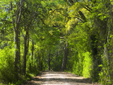 Dirt Roadway Overhanging with Greens of Oak Trees Near Independence  Texas  USA