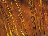 Close-up of Prairie Grasses in Sunlight  Minnesota  USA