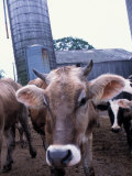 Jersey Cow at the Hurd Farm in Hampton  New Hampshire  USA