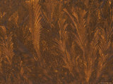 Golden Frost Patterns on Window at Sunrise  Michigan  USA