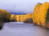Yakima River and Trees in Autumn  Near Cle Elum  Kittitas County  Washington  USA