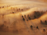 Pine Forest in Morning Fog  Minnesota  USA