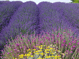 Lavender Field  Sequim  Washington  USA