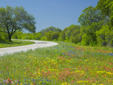Curve in Roadway with Wildflowers Near Gonzales  Texas  USA