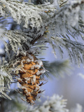 Morning Light on Balsam Fir Cone with Frost  Michigan  USA
