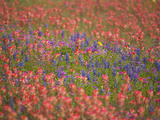 Blue Bonnets and Indian Paint Brush  Texas Hill Country  Texas  USA