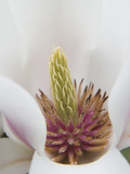 Magnolia Tree Flower Close-up in the Japanese Gardens at the Washington Park Arboretum  Seattle