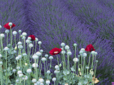 Lavender Field and Poppies  Sequim  Olympic National Park  Washington  USA