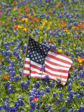 American Flag in Field of Blue Bonnets  Paintbrush  Texas Hill Country  USA