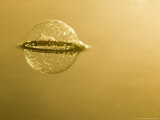 Close-up of Bubble and Reflection on Lake Surface  Minnesota  USA