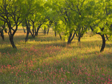 Indian Paint Brush and Young Trees  Devine Area  Texas  USA