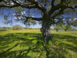 Oak Trees and Wildflowers Bloom Near Cuero  Texas  USA