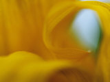 Abstract Detail of Yellow Flower Petals  Minnesota  USA