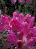 Rhododendron  Old Bridle Path  White Mountains National Forest  New Hampshire  USA