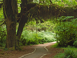 Hall of Mosses  Olympic National Park  Washington  USA