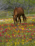 Quarter Horse in Wildflower Field Near Cuero  Texas  USA