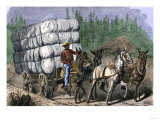 African-American Hauling Baled Cotton to Market with a Team of Mules  c1800