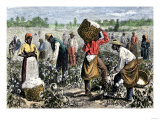 African-American Slaves Picking Cotton
