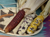 Multicolored Corn  a Native American Staple Crop  in a Basket