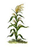 Maize  or Indian Corn Plant