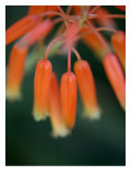Flaming Flower Buds I
