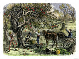 Picking Apples  a Farm Scene Near Pride's Bridge  Maine  c1800