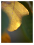 Golden Leaf