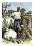 African-American Slave with Bag of Picked Cotton  c1800