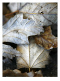 Fallen Leaves II