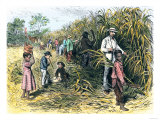 White Overseer with African-American Field-Hands Cutting Sugar-Cane  c1800