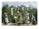 Native Workers Harvesting Coffee in Costa Rica  c1800